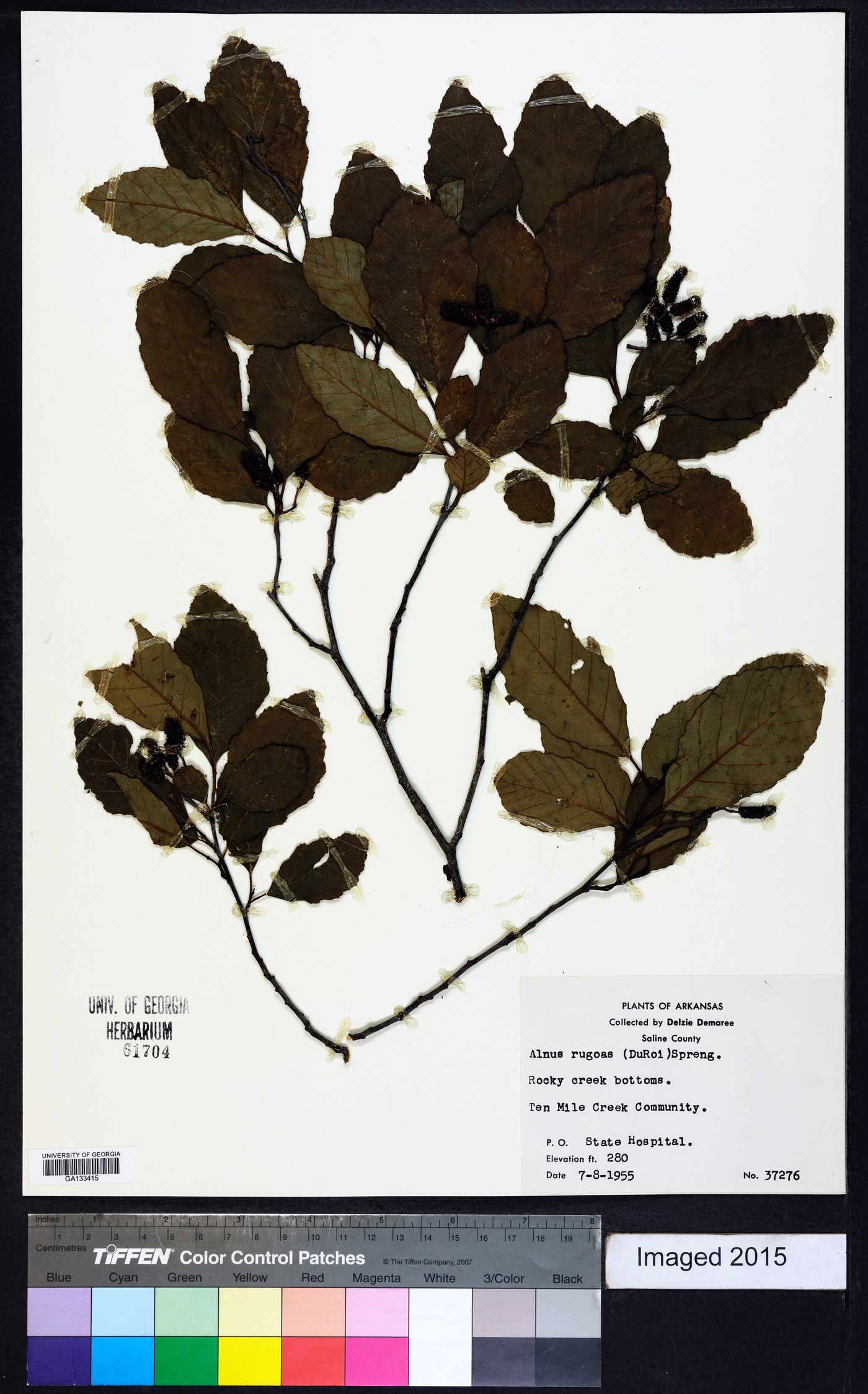 Alnus rugosa image