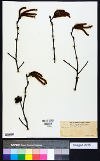 Alnus rugosa image