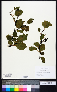 Alnus incana subsp. tenuifolia image