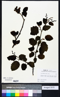 Alnus incana subsp. tenuifolia image