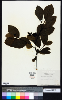 Alnus viridis image