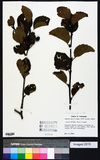 Alnus viridis subsp. crispa image