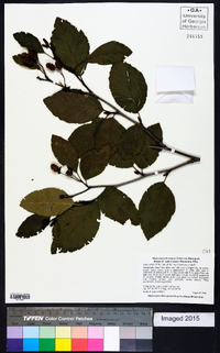 Alnus viridis subsp. crispa image