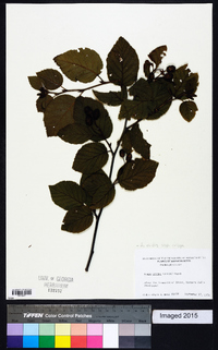 Alnus viridis image