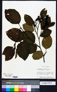 Alnus viridis image