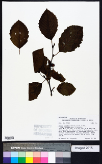 Alnus viridis subsp. crispa image