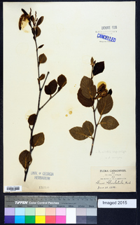 Alnus viridis subsp. crispa image
