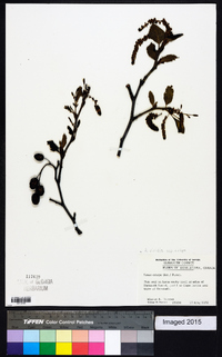 Alnus viridis subsp. crispa image