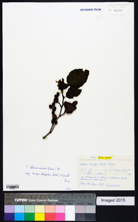 Alnus viridis subsp. crispa image