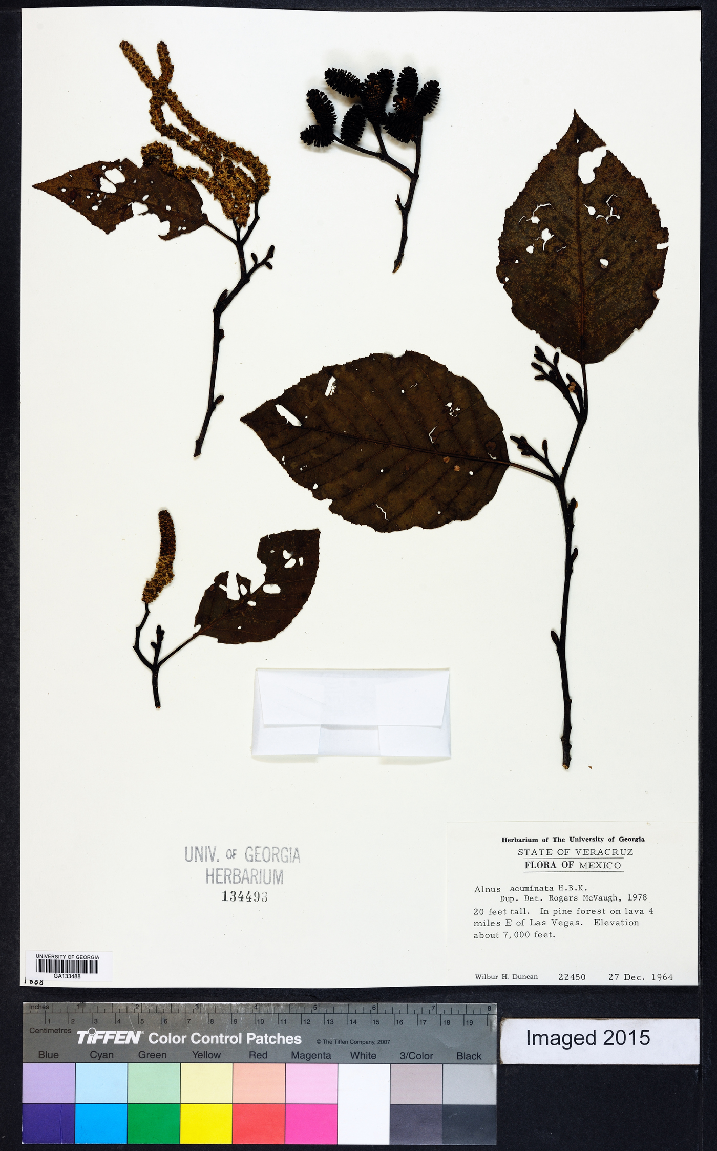 Alnus acuminata image