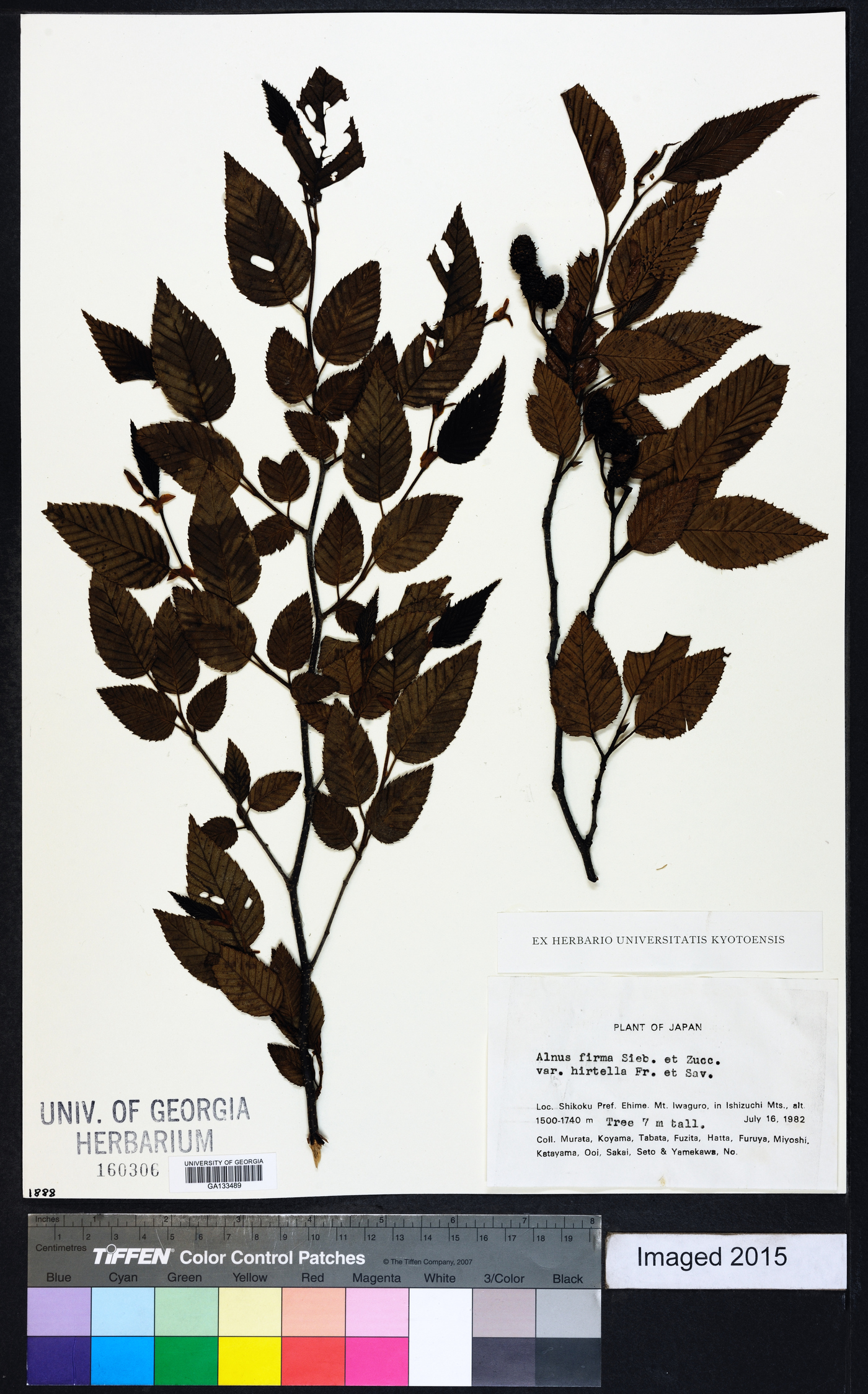 Alnus firma image