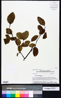 Alnus rhombifolia image