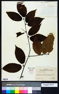 Betula alleghaniensis image