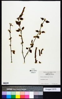 Betula alleghaniensis image