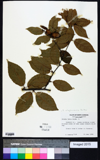 Betula alleghaniensis image