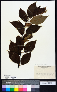 Betula alleghaniensis image