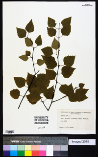 Betula alba image