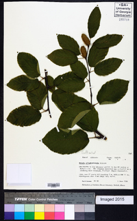 Betula alleghaniensis image