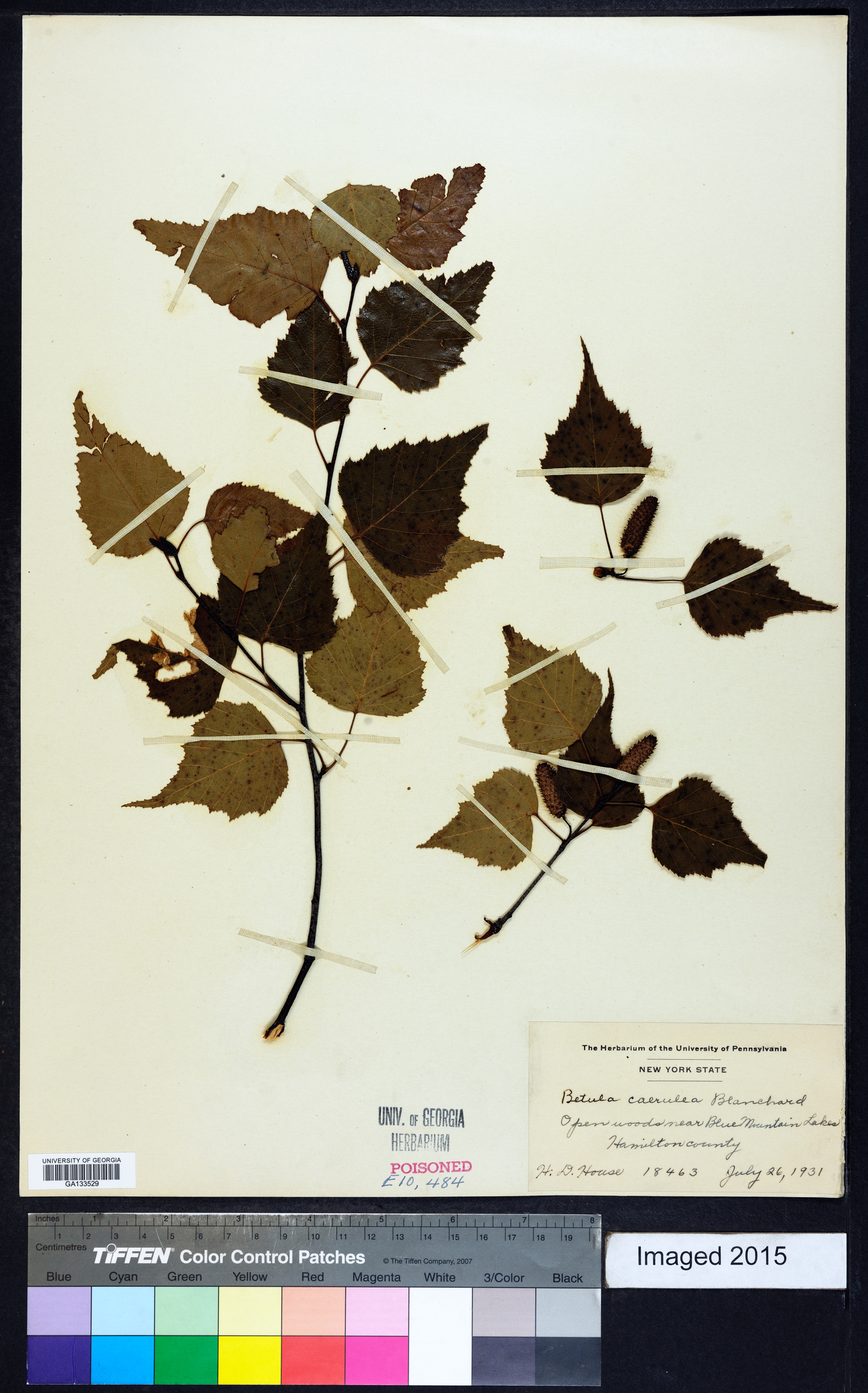 Betula caerulea image