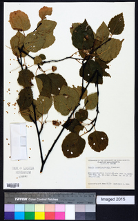 Betula caerulea image