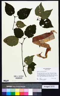 Betula cordifolia image