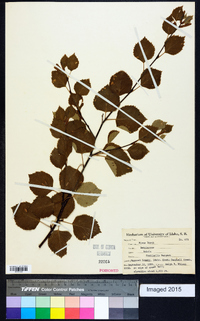 Betula occidentalis image