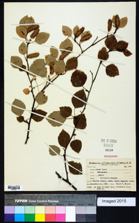 Betula occidentalis image