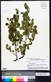 Betula glandulosa image