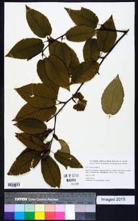 Betula lenta image