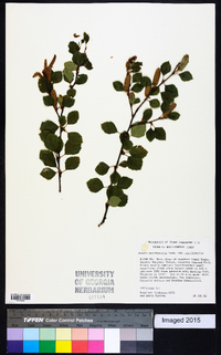 Betula occidentalis image