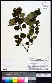 Betula occidentalis image