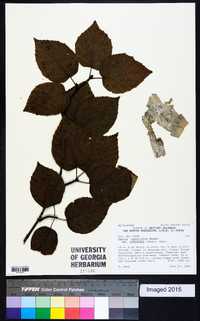 Betula papyrifera image