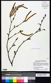 Betula papyrifera image