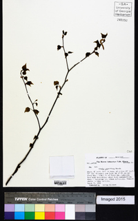 Betula papyrifera image