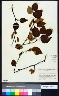 Betula papyrifera image