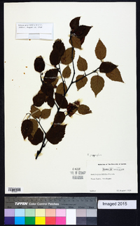 Betula populifolia image