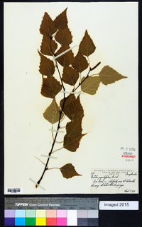 Betula populifolia image