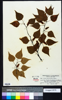 Betula populifolia image