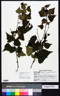 Betula populifolia image