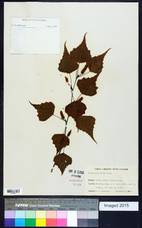 Betula populifolia image