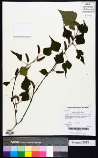 Betula populifolia image