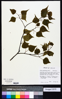 Betula populifolia image