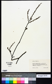 Betula pumila image