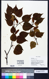 Betula schmidtii image