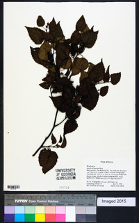 Image of Betula chinensis