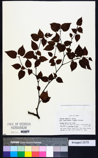 Betula ermanii image