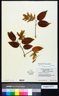 Carpinus caroliniana subsp. caroliniana image