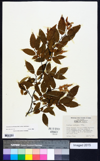 Carpinus caroliniana subsp. caroliniana image