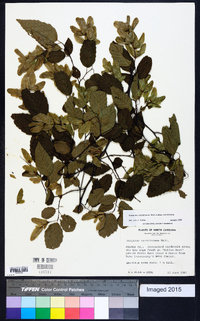 Carpinus caroliniana subsp. caroliniana image