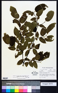 Carpinus caroliniana subsp. caroliniana image